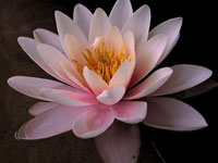 lotus-2.jpg