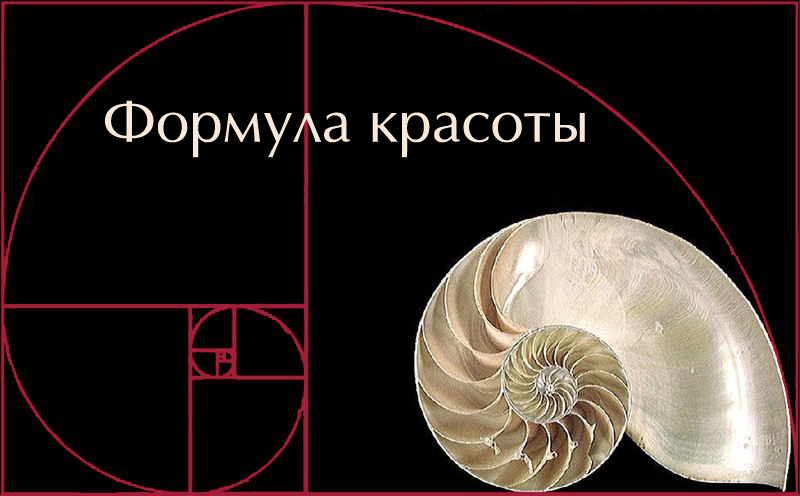 Раковина наутилуса. Выставка "Формула красоты" Формула красоты. Выставки в Петрозаводске