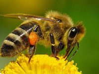Пчелиный секрет может стать местным анестетиком