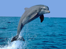 Дельфин — спутник богов