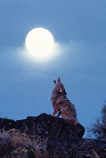 Волк, воющий на Луну