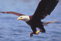 Орёл — символ воинов и победы Орёл — символ воинов и победы