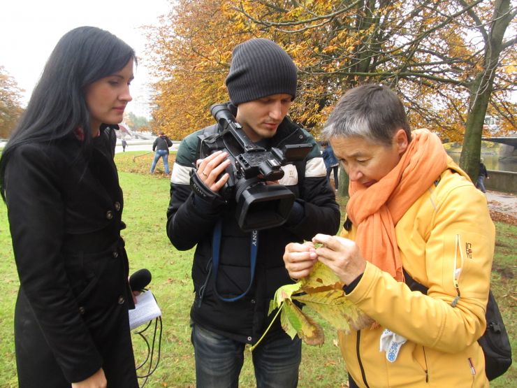 Калининградские акропольцы протянули руку помощи калининградским каштанам Калининградские акропольцы протянули руку помощи калининградским каштанам