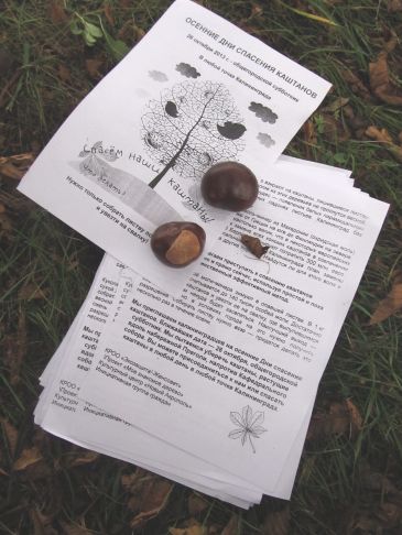 Калининградские акропольцы протянули руку помощи калининградским каштанам Калининградские акропольцы протянули руку помощи калининградским каштанам