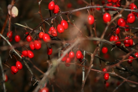 Осенняя экологическая акция в Японском саду Главного ботанического сада РАН Осенняя экологическая акция в Японском саду Главного ботанического сада РАН