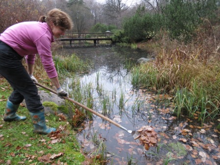 Осенняя экологическая акция в Японском саду Главного ботанического сада РАН Осенняя экологическая акция в Японском саду Главного ботанического сада РАН